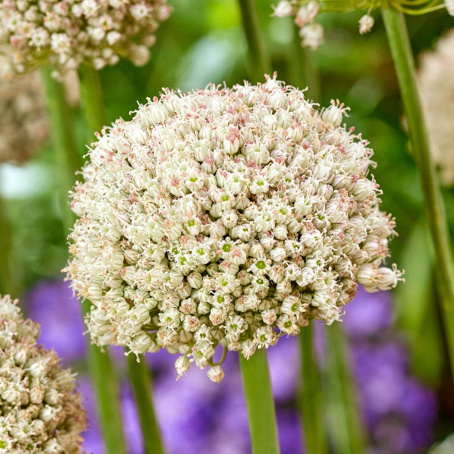 Allium (Zierlauch) 'Ping Pong' - Allium